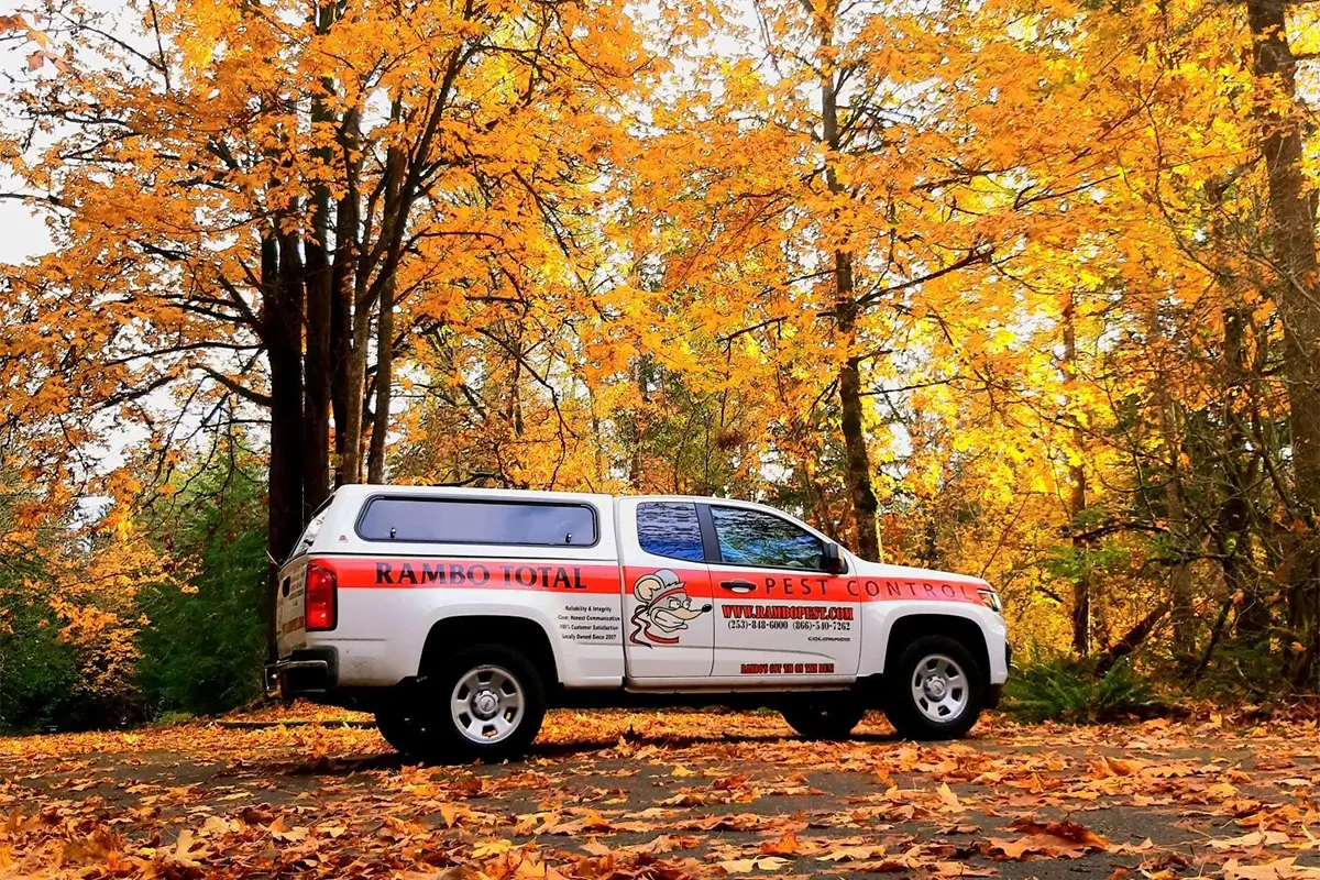 rambo pest services auburn