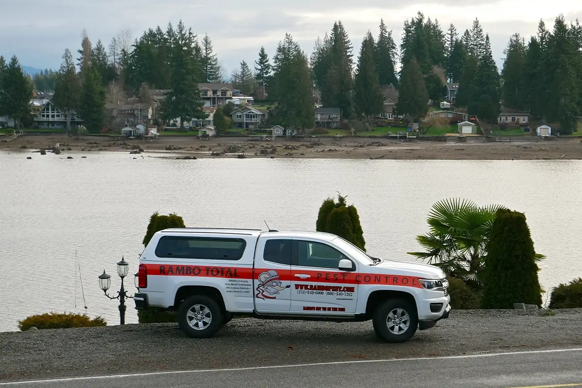 rambo pest services bonney lake tapps