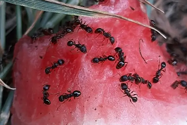 rtpc ant control pavement ants