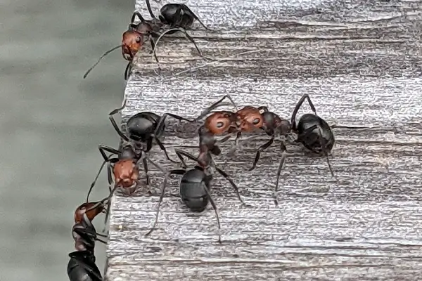 rtpc ant control thatching ants