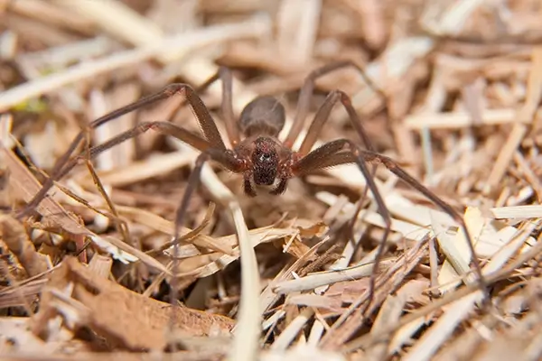 rtpc spider control brown recluse spider