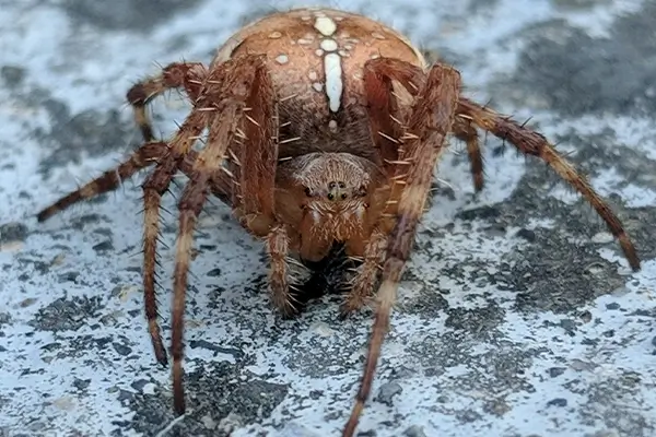 rtpc spider control orb weaver spider