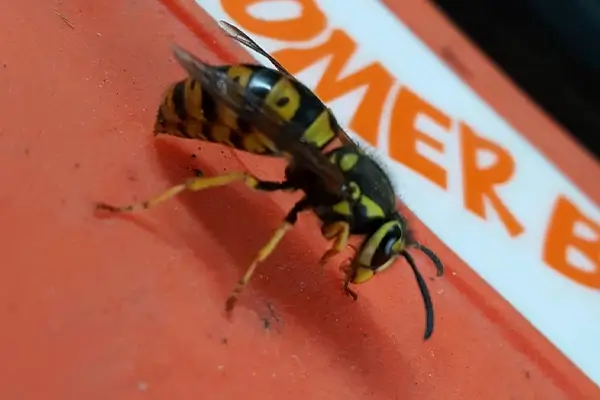 rtpc stinging insects yellowjacket