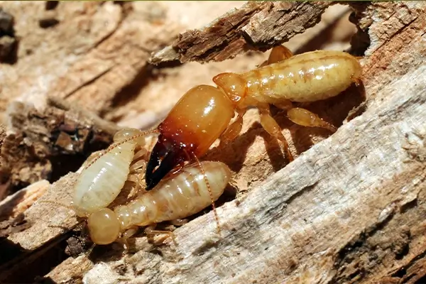 rtpc termite control dampwood termites