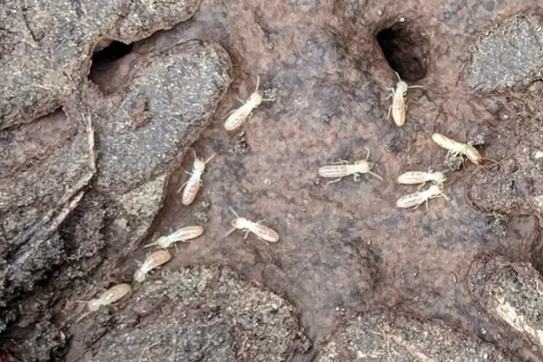 rtpc termite control subterranean termites